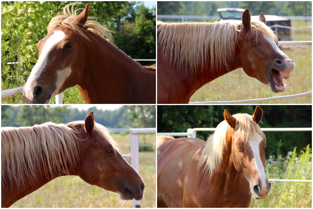 Calming signals and language signs horses